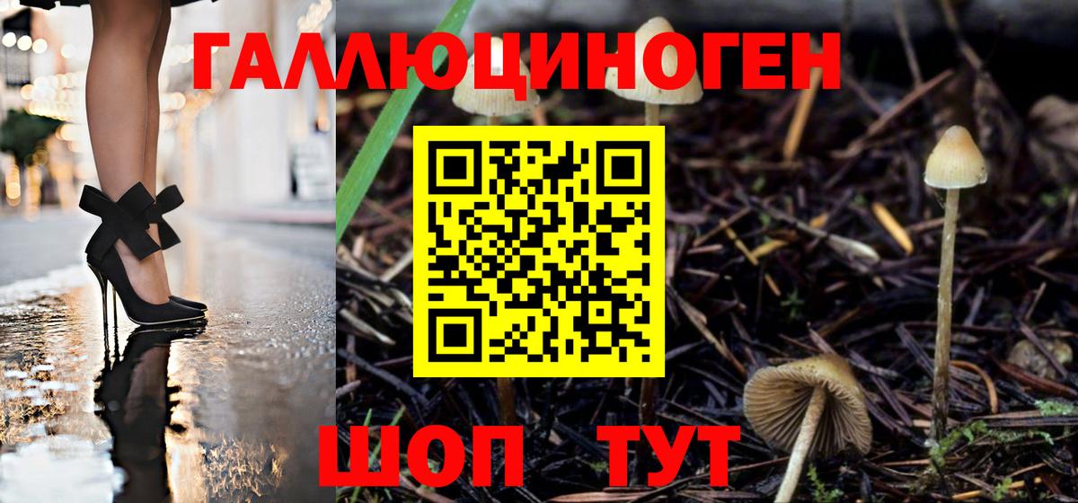 Галлюциногенные грибы Psilocybe Ржев